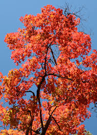 Image result for bigtooth maple