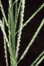 Image result for Dinebra