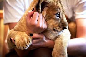 Amazon roars for mgm's lion, paying $8.45 billion for studio behind james bond and rocky by jeffrey dastin 4 hrs ago ford expects 40% of global sales to be electric vehicles by 2030 The Lion Habitat At Mgm Grand Free Mgm Grand Has A Fun Lion Habitat Set Up Where Guests Can See Lions Las Vegas Trip Las Vegas Vacation Las Vegas With Kids