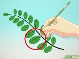 Buah apel berwarna merah, jika sudah masak dan siap untuk dukonsumsi, namun bisa berwarna hijau atau kuning tergantung dari jenisnya. How To Draw Leaves 15 Steps With Pictures Wikihow