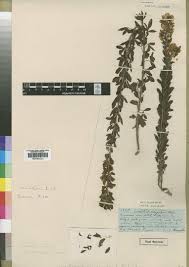 Image result for Crotalaria barkae