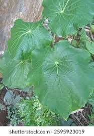 Image result for Piper umbellatum