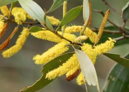 Image result for Meiosperma