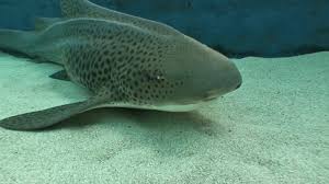 Is shark haram to eat : Aquarium Of The Pacific Successfully Reproduce 2 Zebra Sharks Abc7 Los Angeles