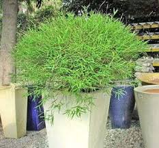 Image result for Pogonatherum paniceum