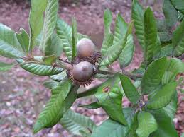 Image result for Daknopholis