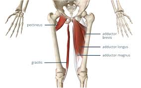 Gluteus medius in pink and minimus in blue. 3 Exercises To Heal An Adductor Strain Precision Movement