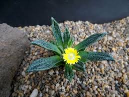 Image result for Nananthus