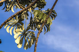 Image result for Cecropia pachystachya