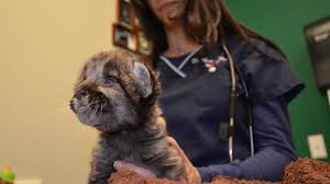 A good exotic pet veterinarian is a hard find; Dr K Should Not Disparage Exotic Animal Owners On National Television Hubpages