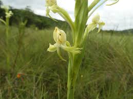 Image result for Erythrocephalum albiflorum