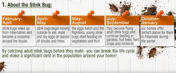 One of the first things you should do when getting rid of stink bugs is remove any nearby weeds or overgrowth, as they commonly use these for cover. Stink Bug Control Center Garden Com