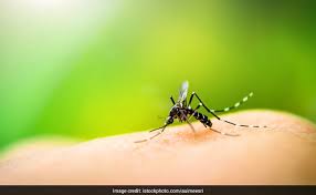 Maybe you would like to learn more about one of these? World Malaria Day 2018 5 Natural Remedies To Keep Mosquitoes Away