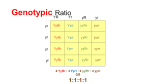 The phenotype ratio predicted for dihybrid cross is 9:3:3:1. How To Write Genotypic Ratio For Dihybrid Cross