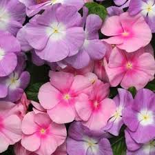 We did not find results for: Vinca Seeds 28 Varieties Annual Flower Seeds Annual Flowers Periwinkle Flowers Flower Seeds
