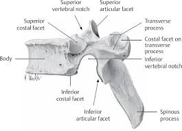 The anatomy of a typical thoracic vertebra is shown in figure 7.4a. Thoracic Spine Neupsy Key