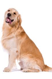 Pin On Golden Retriever