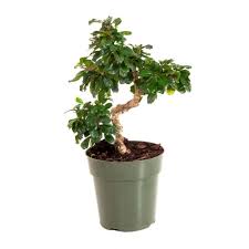 Fukien tea bonsai tree is a perfect choice for a bonsai artist. United Nursery Fukien Tea In 6 In Grower Pot 26776 The Home Depot Indoor Flowering Plants Air Plant Garden Growers