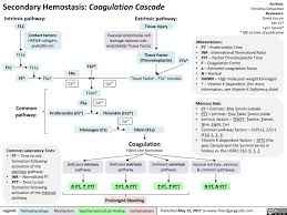 Secondary Hemostasis Coagulation Cascade Calgary Guide