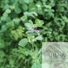 Image result for Aeollanthus suaveolens