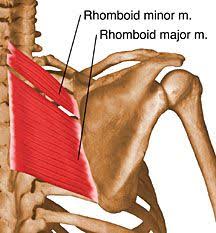 Weak Rhomboids Are A Big Problem In The Modern World Weak Rhomboids Along With Tight Pectoralis Minors Are Th Sore Shoulder Physical Therapy Massage Therapy