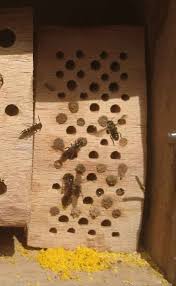 Diese 18 Fehler Beim Bau Eines Insektenhotels Solltest Du Vermeiden Insektenhotel Insekten Insektenhotel Selber Bauen