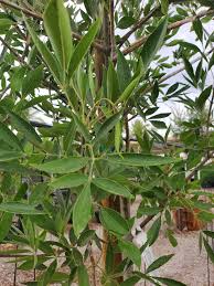 Image result for Fraxinus velutina