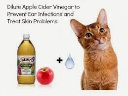 Pet Skin Spray Using Apple Cider Vinegar Vinegar Works For Your Pet S Hot Spots Pet Remedies Healthy Pets Ear Infection Home Remedies