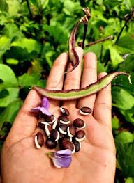 Image result for Dolichos