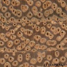 Image result for Isoberlinia