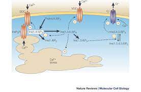 Squirting, masturbating, torture, spanking, caning, slapping, busting, slippering, birching, enema, mature, granny, midget, ladyboys, ts, crossdresser, shemales, etc. Back In The Water The Return Of The Inositol Phosphates Nature Reviews Molecular Cell Biology