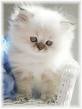 Kittens for Sale\Persian Kittys\Himalayan Kittens ...