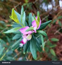 Image result for Polygalaceae