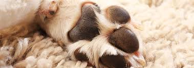 Uncaria tomentosa and uncaria guianensis. What Is A Dog S Dewclaw Hill S Pet