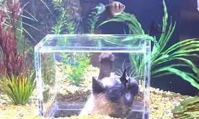 Fish Vision Is Equal To Human Vision | Bechewy