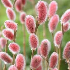 We did not find results for: Salix Gracilistyla Mount Aso Japanese Pink Pussy Willow Garden Plants