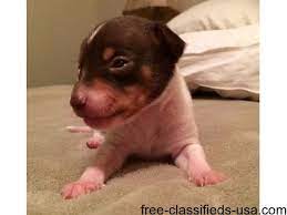 39 Puppies For Sale Ideas Puppies Puppies For Sale Dogs And Puppies