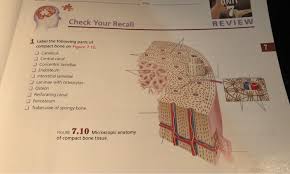 Related posts of long bone diagram labeled colored. Date Check Your Recall Review 1 Label The Following Chegg Com