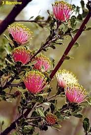 Check spelling or type a new query. 38 Australian Flowers Autumn Winter Ideas Australian Flowers Flowers Australian Native Plants
