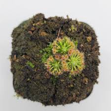 Image result for Drosera pilosa