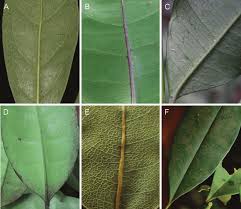 Image result for Craterispermum schweinfurthii