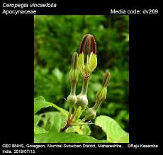Image result for Ceropegia abyssinica