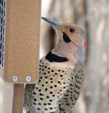 Hey pass the flicker for the tv. Northern Flicker Beautiful And Helpful