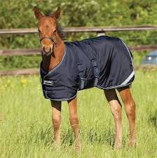 Sort by foal or mini turnout blankets. Amigo Foal Blanket Performance Horse Blankets