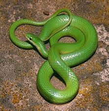 Green Snake Green Snake Snake Lovers Garden Snakes