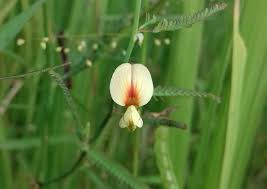 Image result for Aeschynomene indica