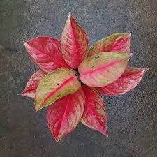 Kinara Aglaonema On Instagram Red Exotik Info Harga Bisa Langsung Dm Wa 087777492229 Konsultasi Dan Tanya2 By Dm Atau In 2020 Painting Watercolor Art