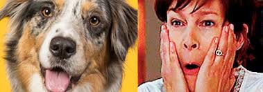 Jun 04, 2019 · that whole seven dog years to one human year thing is a lie! How Old Are You In Dog Years