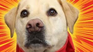 National pet day is april 11, although if you're a pet owner, you know there's not a day that goes by that you don't celebrate your animal companion! International Dog Day Labrador Is The Most Popular Dog In The Uk Cbbc Newsround