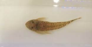 Image result for Isoglossa punctata